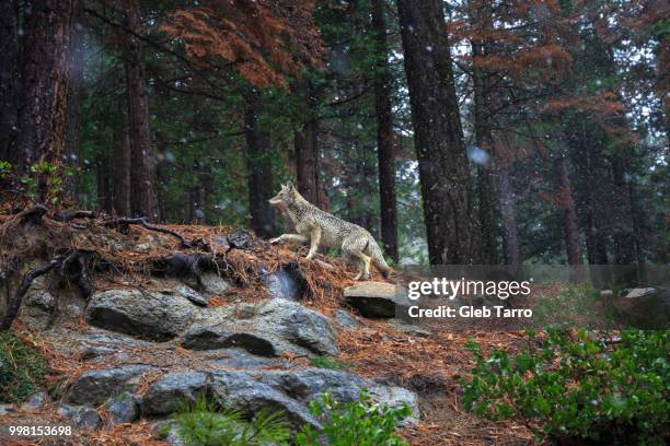 coyote with snow at yosemite national park - coyote - fotografias e filmes do acervo