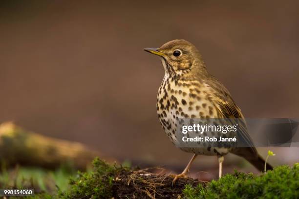 song thrush - allesfresser stock-fotos und bilder