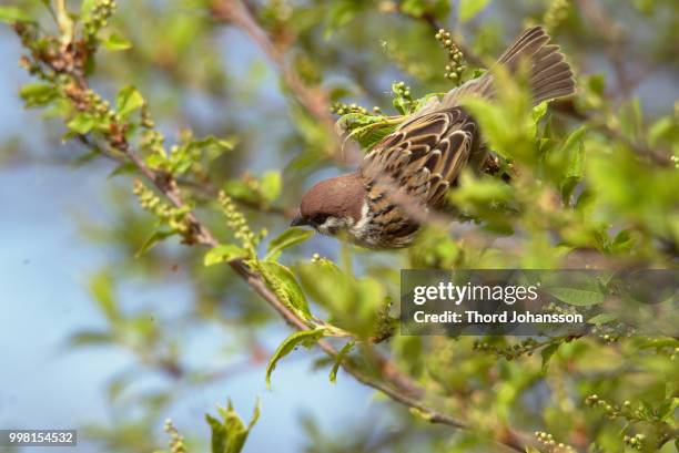 tree sparrow top view - tree sparrow stock pictures, royalty-free photos & images