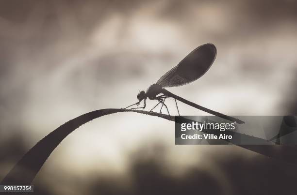 banded demoiselle - ville stock pictures, royalty-free photos & images
