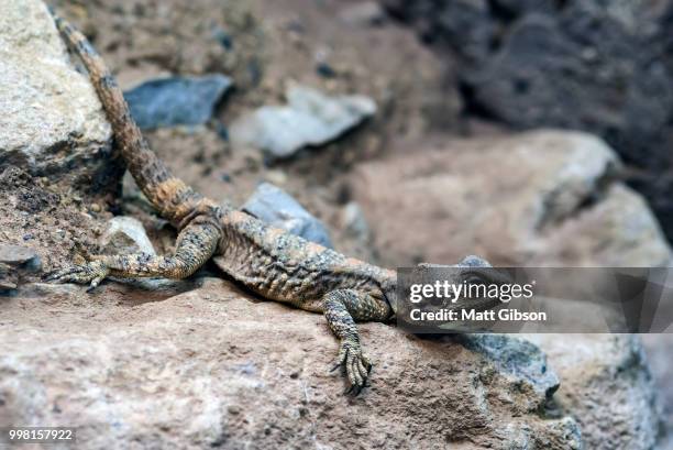 beautiful painted dragon reptile stellagama stellio brachydactyl - kaltblüter stock-fotos und bilder