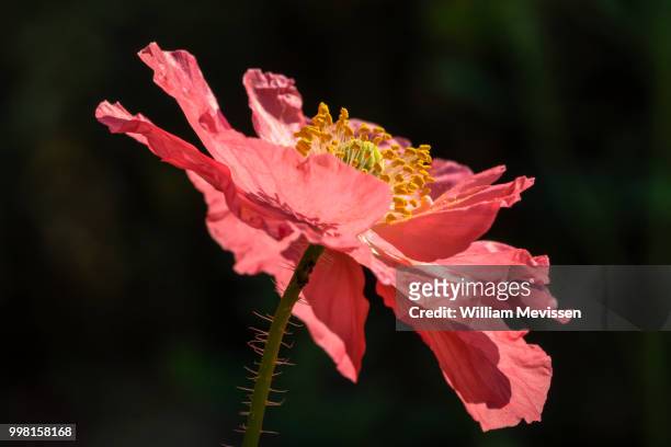 pink poppy - william mevissen stockfoto's en -beelden