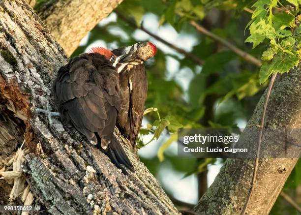 feeding station - turkey vulture stock pictures, royalty-free photos & images