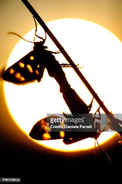 nine-spotted moth (amata phegea) - amata phegea stock pictures, royalty-free photos & images