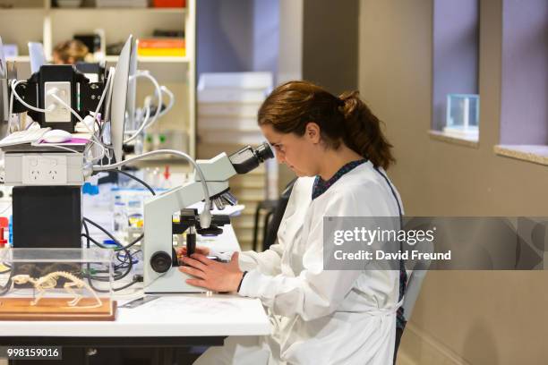 science researcher with a microscope - david freund stock pictures, royalty-free photos & images