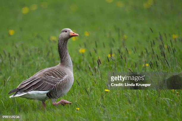 graylag goose - magellangans stock-fotos und bilder