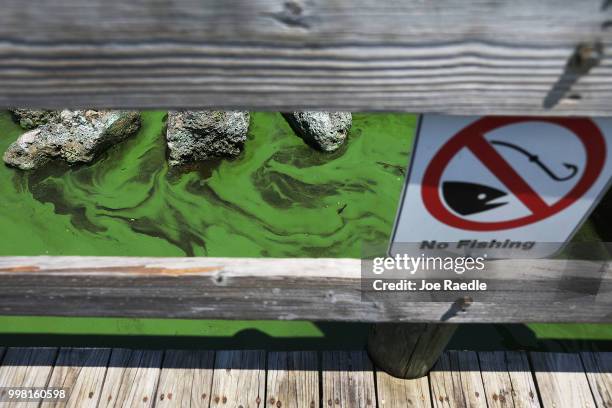 Green algae is seen in the St. Lucie River near Phipps Park on July 13, 2018 in Stuart, Florida. Water releases which carry the green algae from Lake...