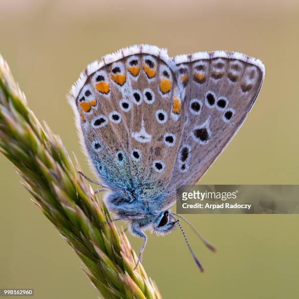 close up of a beautiful butterfly (common blue,polyommatus icarus) - icarus stock pictures, royalty-free photos & images
