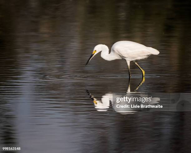 snowy egret and its reflection - snowy egret stockfoto's en -beelden