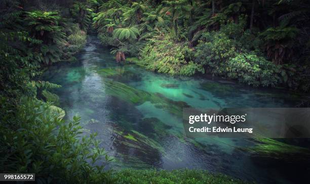 blue spring - new zealand forest stock pictures, royalty-free photos & images