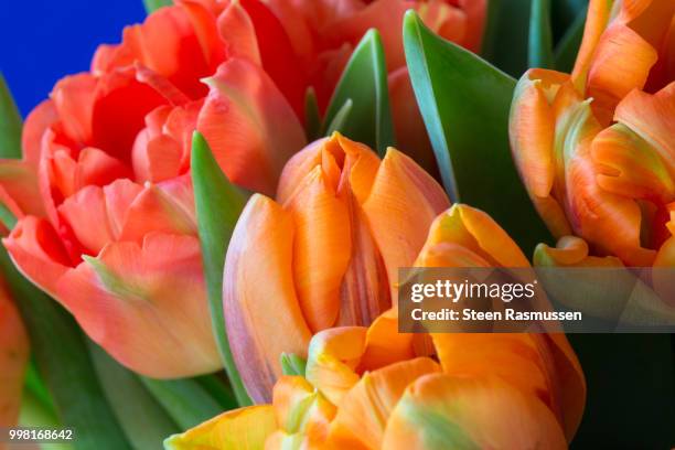 red and orange tulips - steen stock-fotos und bilder