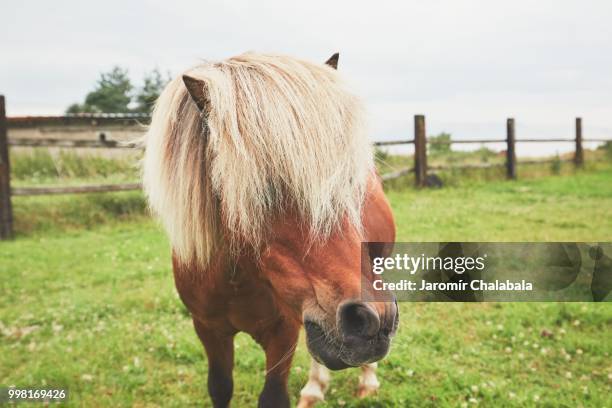 miniature horse on the pasture - miniature horse stock pictures, royalty-free photos & images