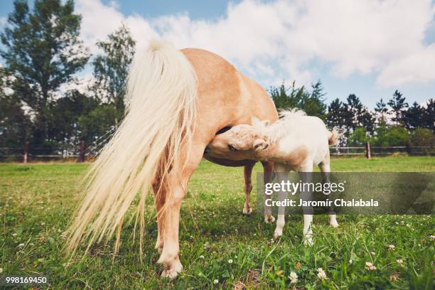 miniature horse on the pasture - miniature horse stock pictures, royalty-free photos & images