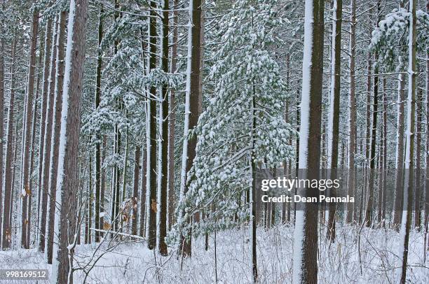 snow flocked red pine forest - red pine bildbanksfoton och bilder