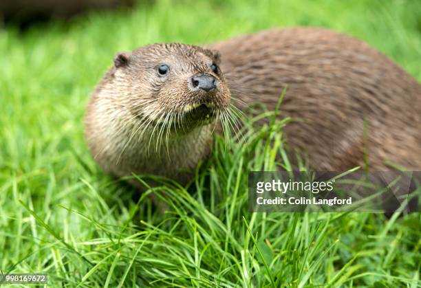 otter series - european otter stock pictures, royalty-free photos & images