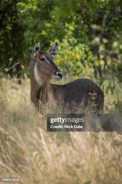 female waterbuck in long grass turning head - waterbuck stock pictures, royalty-free photos & images