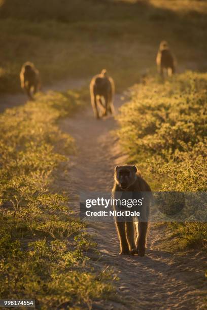 four chacma baboons walking down sandy track - chacma baboon stockfoto's en -beelden