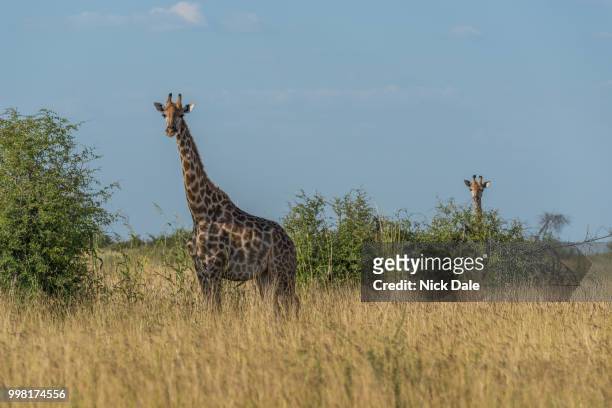 giraffe in grass with baby behind bush - bush baby stockfoto's en -beelden