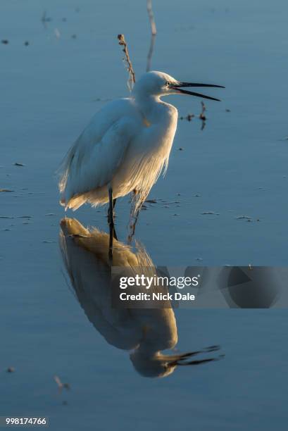 little egret with open beak in shallows - snowy egret stockfoto's en -beelden