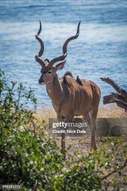 male greater kudu with oxpeckers on back - greater kudu stock pictures, royalty-free photos & images