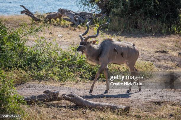 male greater kudu with oxpeckers on riverbank - male kudu stock pictures, royalty-free photos & images