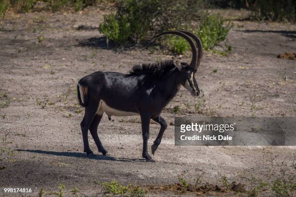 sable antelope walking across bare earth slope - sable antelope stock pictures, royalty-free photos & images
