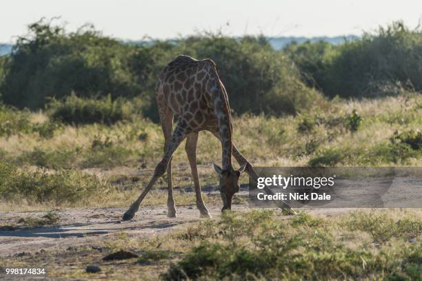 south african giraffe bending with splayed legs - south african giraffe stock pictures, royalty-free photos & images