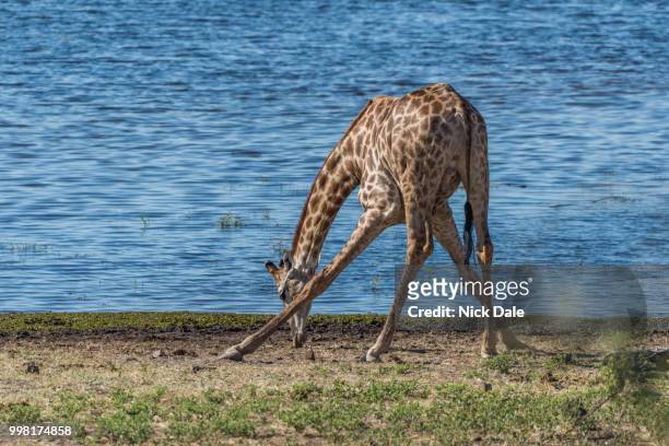 south african giraffe drinking with splayed feet - south african giraffe stock pictures, royalty-free photos & images