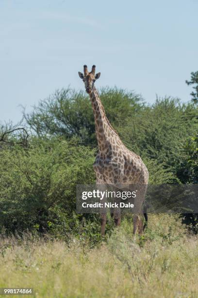 south african giraffe in bushes facing camera - south african giraffe stock pictures, royalty-free photos & images