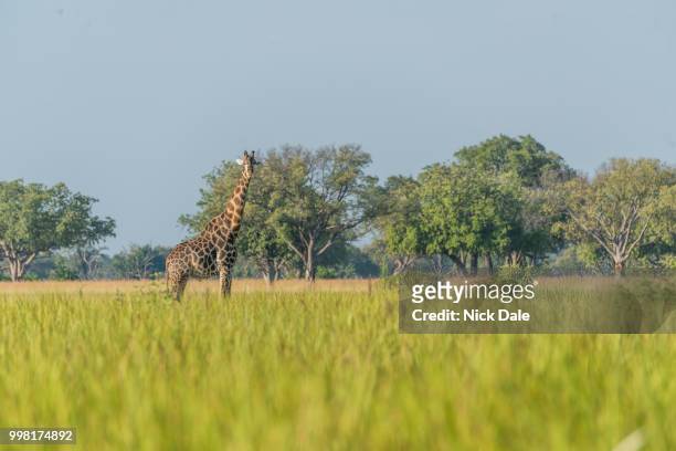 south african giraffe in meadow facing camera - south african giraffe stock pictures, royalty-free photos & images