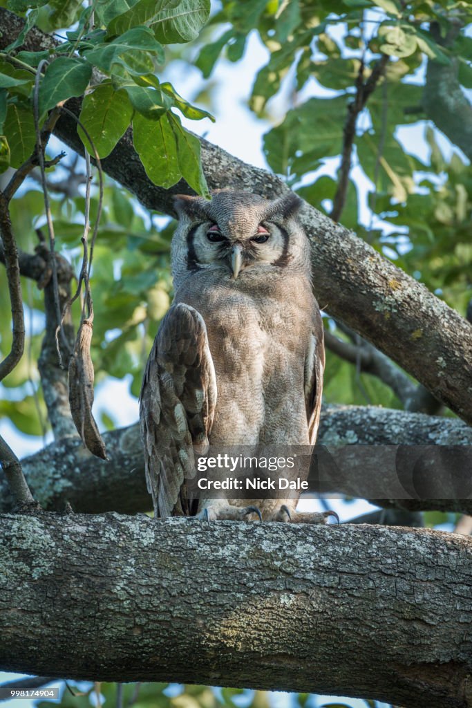 Spotted eagle owl in tree facing camera