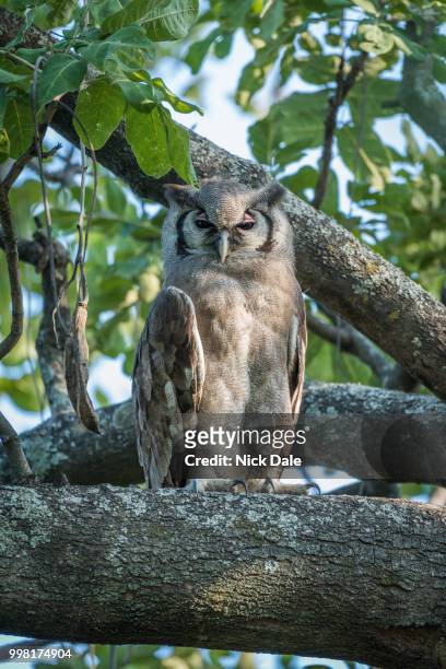 spotted eagle owl in tree facing camera - spotted owl stock pictures, royalty-free photos & images