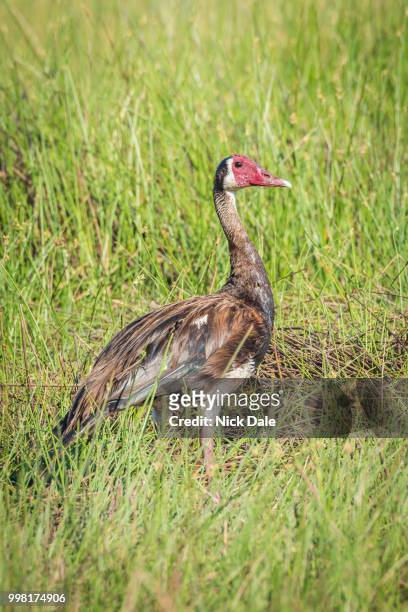 spur-winged goose standing in grass facing camera - magellangans stock-fotos und bilder