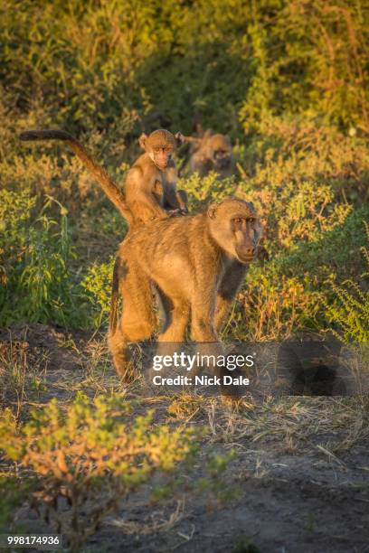 mother chacma baboon with baby on back - chacma baboon stockfoto's en -beelden