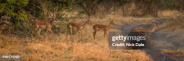 panorama of four young impala crossing track - male kudu stock pictures, royalty-free photos & images