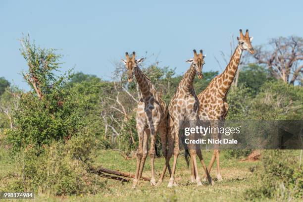 three south african giraffe challenging one another - south african giraffe stock pictures, royalty-free photos & images