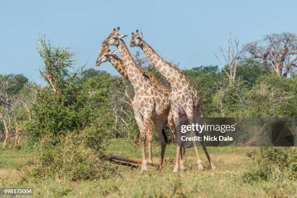 three south african giraffe standing among bushes - south african giraffe stock pictures, royalty-free photos & images