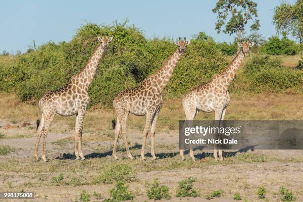 three south african giraffe side-by-side in bush - south african giraffe stock pictures, royalty-free photos & images