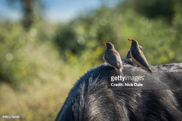 three yellow-billed oxpeckers on back of buffalo - yellow billed oxpecker stock pictures, royalty-free photos & images