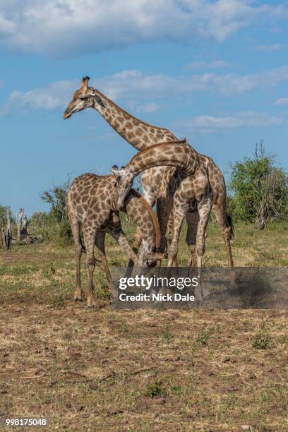 three south african giraffe wrestling in bushes - south african giraffe stock pictures, royalty-free photos & images