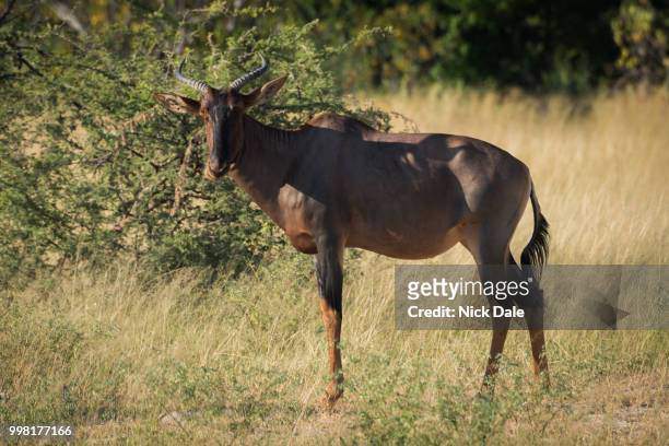 tsessebe standing in grassy plain facing camera - hartebeest stock pictures, royalty-free photos & images