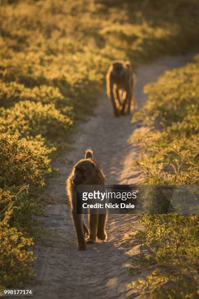 two chacma baboons walking down sandy track - chacma baboon stockfoto's en -beelden