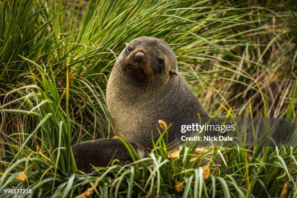 antarctic fur seal sitting in grass tussocks - tussocks stock pictures, royalty-free photos & images