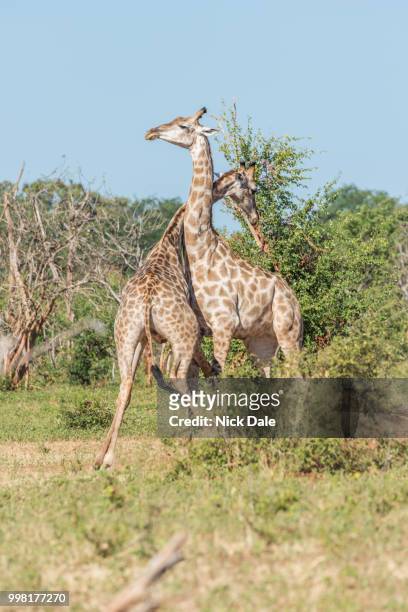 two south african giraffe challenging each other - south african giraffe stock pictures, royalty-free photos & images