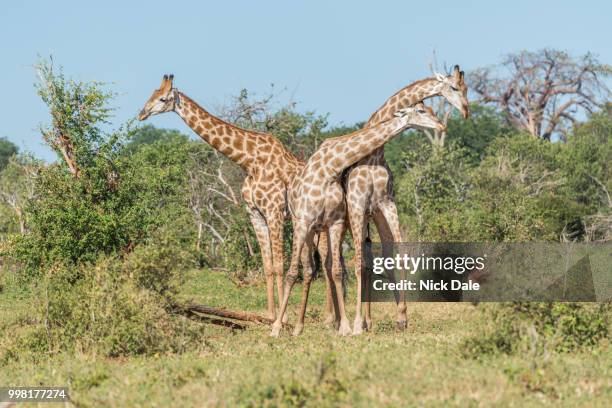 two south african giraffe fighting beside another - south african giraffe stock pictures, royalty-free photos & images