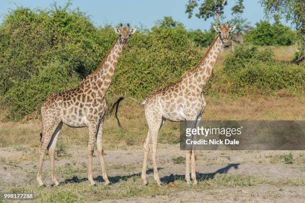 two south african giraffe side-by-side in bush - south african giraffe stock pictures, royalty-free photos & images