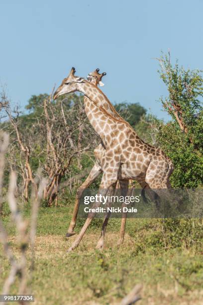 two south african giraffe with necks entwined - south african giraffe stock pictures, royalty-free photos & images