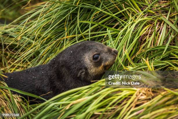 close-up of cute antarctic fur seal pup - antarctic fur seal stock pictures, royalty-free photos & images