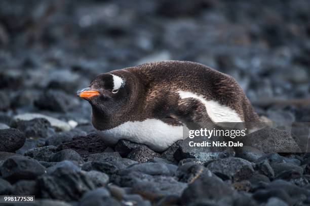 gentoo penguin lying on black rocky beach - nick chicka stock pictures, royalty-free photos & images