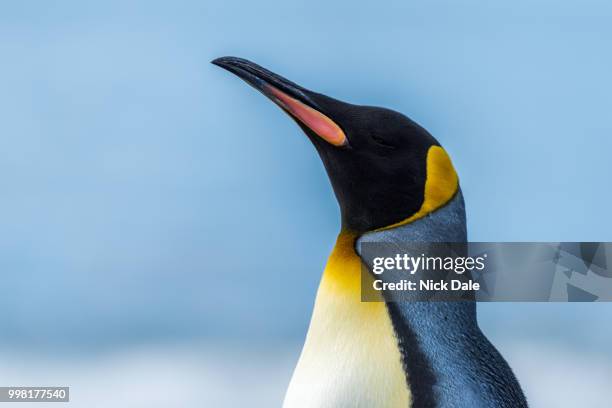 close-up of king penguin with sea behind - sea king stock pictures, royalty-free photos & images